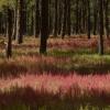 Forest Pinks, 
The Animas Valley
Photograph