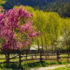Spring Palette,
The Animas Valley
photograph 