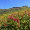 Rosy Array photograph