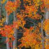 Autumn Portrait photograph