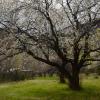 Spring Silhouette