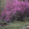 Vernal Blush,
The Animas Valley.
Photograph