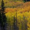 Autumn Strata, 
The San Juan Mts., 
Photograph