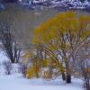 Golden Harbinger
The Animas Valley
Photograph