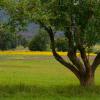 Apple and Saffron Field photograph